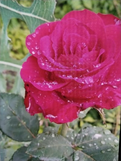 The image displays a close-up view of a vibrant pink rose, its petals adorned with numerous water droplets, suggesting it has recently rained or been watered. The rose is the central subject, positioned slightly to the right of the frame. Behind the rose, lush green foliage is visible, providing a natural backdrop. The scene appears to be an outdoor setting, likely a garden. There are no people or animals present in the image. The overall impression is one of natural beauty and freshness. The location is Tinchlik, Uzbekistan.