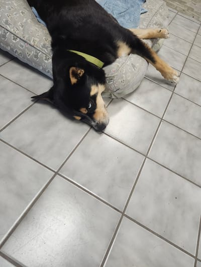 A black and tan dog with a light green collar is lying on its side on a dog bed. The dog bed is light gray with a pattern of cartoon dogs. The dog bed is placed on a tiled floor. The dog's head is turned towards the camera, and its eyes are open. The dog appears to be relaxed. The environment is indoors, likely a home. This image was not taken in Gatineau, Canada.