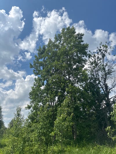 The image shows a view of a wooded area with a large, leafy tree dominating the center, set against a blue sky with scattered white clouds. There are power lines strung horizontally across the upper portion of the image. To the right of the large tree, a thinner, less leafy tree is visible, appearing partially dead or bare. The foreground consists of green grass and other vegetation, with some smaller trees and bushes. The scene appears to be outdoors, possibly in a rural or suburban area.