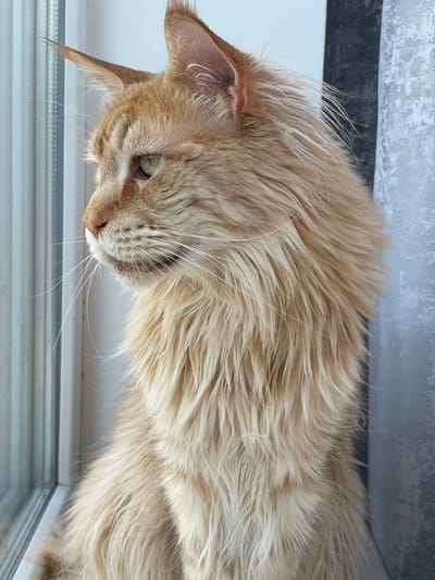 A ginger Maine Coon cat with green eyes is sitting by a window, looking out. The cat has long, fluffy fur and is facing to the left of the frame. The window is a vertical pane with a grey curtain to the right. The background is out of focus. There is no indication of the location in the city of Rozsoshentsi, Ukraine.