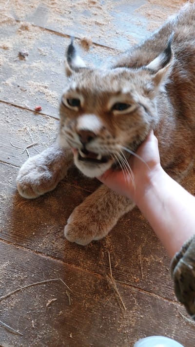 A lynx lies on a wooden floor, its head tilted back as a human hand strokes its chin. The lynx's mouth is slightly open, revealing its teeth and tongue. Sawdust and a few pieces of red material are scattered across the floor. The background is blurred, but appears to be an indoor setting. This image was taken in Yelizovo, Russia.