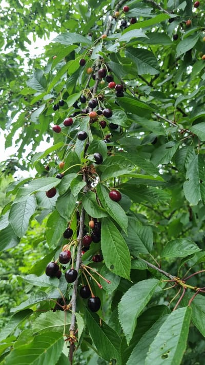 This media file shows a close-up of a cherry tree branch laden with ripe cherries. The scene is set outdoors, amidst lush green foliage, suggesting a natural, possibly rural environment. The cherries are predominantly dark red to black, with some appearing lighter red and even yellowish-green, indicating a mix of ripeness stages on the same branch. They are attached to thin, reddish stems and are clustered together, some singly, others in small groups. The leaves are a vibrant green, with some showing slight imperfections like holes or signs of age. The lighting appears to be natural daylight, diffused by the canopy, and the overall mood is one of natural abundance and the bounty of a fruit-bearing tree. There are no people or visible text in the media file. The context of Vyshka, Ukraine, suggests this image was captured in a region where cherry trees are common. The cloudy or overcast sky implied by the lighting could indicate a temperate climate and possibly a recent or impending rainfall.
