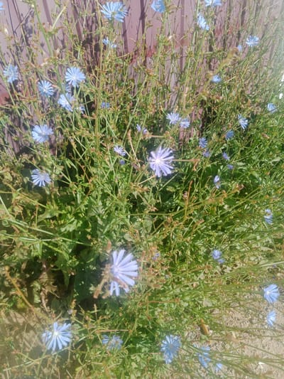 The image shows a close-up view of wild chicory flowers with delicate blue petals and green stems against a backdrop of a weathered wooden fence. The fence appears to be made of vertical wooden planks and has a reddish-brown hue. The chicory plants are dense and overgrown, with numerous small, star-shaped flowers scattered throughout the foliage. Some of the flowers are in full bloom, while others are still buds or have begun to wilt. The leaves of the chicory plants are a vibrant green, and some are tinged with brown, suggesting they are past their prime. The ground beneath the plants is visible in some areas, appearing to be a mixture of dirt and gravel. Sunlight casts shadows through the leaves and stems, creating a dappled effect. The scene suggests an outdoor setting, likely in a natural or semi-natural area within the city of Qobda, Kazakhstan, where wild plants often grow alongside human-made structures. There are no people or animals present in the image, and no specific actions or interactions are depicted. The overall impression is one of natural beauty in an urban or suburban environment.