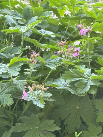 This is a close-up, eye-level photograph of a patch of bright green foliage with several clusters of pink and purple flowers. The flowers are small, with five petals, and some are in bloom while others are still in their seed pod stage. The leaves are deeply lobed and appear somewhat fuzzy, especially along the edges. The background is a blur of more green leaves and stems, suggesting a dense plant growth. The lighting is soft and diffused, indicating an overcast day or the shade of a larger plant or structure. The scene appears to be outdoors, in a garden or natural setting. There are no people or discernible man-made structures visible in the frame, other than what might be implied by the organized planting of the flowers and foliage, possibly in a yard or park in Kostinbrod, Bulgaria.