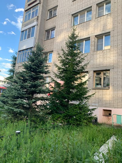 This media file captures an outdoor scene featuring a multi-story building with a brick facade. The building has numerous windows, some with white frames reflecting a blue sky with white clouds, suggesting daylight. There are also sections of balconies or extended window areas with multiple panes.
In front of the building, there are several evergreen trees, some appearing to be spruce trees with bluish-green foliage. Dense green grass and other vegetation grow at the base of the building and around the trees, indicating a natural or somewhat unkempt landscape.
The image appears to be taken from a low angle, looking upwards towards the building and trees. The rotation of the image suggests it was taken in portrait orientation. There is no discernible activity or event taking place; it's a still shot of a building exterior with surrounding vegetation.
Notable details include the pattern of the light-colored bricks, the varied types of windows on the building, and the lush greenery. The time of day is clearly daytime, and the weather appears to be clear with some clouds. The location context is Severodvinsk, Russia. No text is visible in the image.