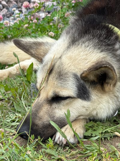 A close-up, eye-level shot shows a dog, likely a Husky or German Shepherd mix, sleeping in the grass. The dog's head is down, resting on its paws, with its eyes closed. Its fur is a mix of black, grey, and tan. The dog is lying on a bed of green grass and clover flowers, with some pebbles and dirt visible in the background. The lighting suggests it is daytime. The location is specified as Mars, Russia.