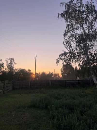 The image captures a sunrise over a rural landscape, likely in Khorobut, Russia. The sky transitions from a pale lavender at the top to a soft orange near the horizon. Power lines and a utility pole are visible against the sky. A dense line of trees forms a dark silhouette in the mid-ground, with the sun partially visible behind them, casting a bright glow. In front of the trees is a weathered wooden fence. The foreground consists of a grassy field with patches of darker green, tall weeds, and some bare earth. A large birch tree with dark foliage stands prominently in the right side of the frame, its branches reaching towards the sky. The overall impression is one of a serene, early morning rural scene.