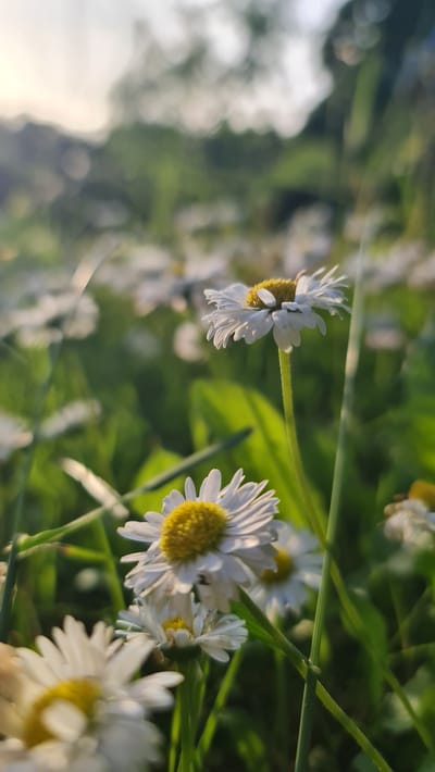 A close-up, low-angle shot captures a field of white daisies with yellow centers, bathed in the warm light of a setting sun. The daisies are in various stages of bloom, with some in sharp focus and others blurred in the background. The foreground features a daisy with delicate white petals and a vibrant yellow center, its stem arching slightly. Green grass and blades of grass are scattered throughout the scene, with some blades catching the light and appearing almost iridescent. The background is a soft blur of green foliage and a hazy, golden sky, suggesting an outdoor setting in Kivyliai, Lithuania. The overall atmosphere is serene and peaceful, highlighting the natural beauty of a summer evening.