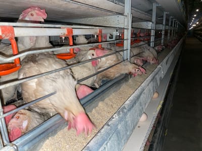 An interior view of an industrial poultry farm, located in Shuyene Vosta, Afghanistan, displays multiple tiers of metal cages housing numerous white laying hens. The chickens, characterized by red combs and wattles, are actively feeding from a continuous metal trough filled with granular feed. An automated watering system featuring orange cup drinkers is mounted above the feed trough. Two light brown eggs are visible on an inclined collection belt positioned below the feeding area. The long rows of cages recede into the dimly lit background, illuminated by overhead artificial lights, indicating a large-scale commercial operation. No human subjects are present.