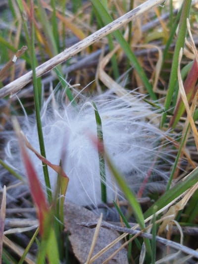 A close-up view in Klenovik, Bulgaria, captures a small cluster of white, fibrous down material, approximately 3-4 centimeters in diameter, entangled within a patch of mixed vegetation. The down is predominantly white, exhibiting a soft, wispy texture. It rests among numerous blades of grass; some are vibrant green and upright, while others are dry, brittle, and yellow-brown. Several thin, straight, dry twigs or plant stalks are present, one running diagonally across the upper portion of the frame. A few grass blades or small plants show reddish-brown coloration towards their bases. Beneath the white material, a small, dried, irregularly shaped brown leaf or piece of organic debris is visible. No animate subjects or human objects are present. The scene depicts natural ground cover in an outdoor environment.