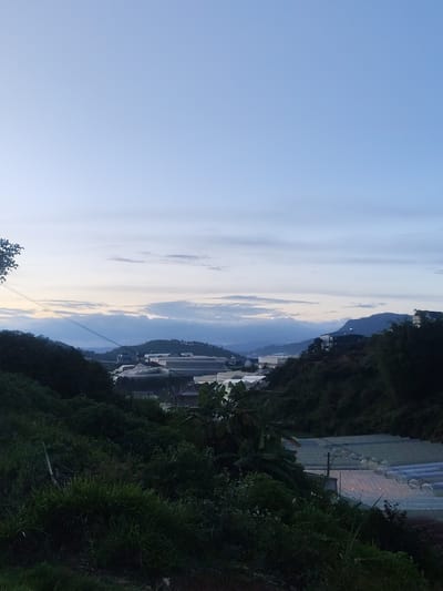 This is a wide-angle landscape photograph taken in Lạc Dương, Vietnam, likely during early morning or late evening. The sky is a soft blue, transitioning to lighter hues near the horizon where a faint band of yellow suggests the sun is either rising or setting. Wispy clouds are scattered across the sky, some tinged with the colors of dawn or dusk.
The scene depicts a valley or hillside dotted with greenhouses and some buildings. The foreground is dominated by lush, dark green vegetation, including tall grasses and leafy bushes. The middle ground features rolling hills covered in trees, with several white-roofed greenhouses visible amongst them. The greenhouses appear to be agricultural structures, suggesting farming or cultivation is taking place in the area. Some houses or buildings with white walls and darker roofs are also scattered on the hillsides. In the distance, more layers of hills recede, creating a sense of depth and scale to the landscape.
The overall mood is serene and peaceful, evoking a sense of quiet natural beauty. The dim lighting indicates it is not midday. There is no visible text in the image.