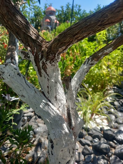 The image shows a close-up of a tree trunk in a garden. The lower portion of the trunk and its branches are painted white, while the upper parts retain their natural brown, rough bark. The background is blurred, but appears to be a lush garden with green foliage and a bright blue sky. In the far distance, a building with red domes, resembling a church, is visible. The ground is covered with dark, wet-looking stones and some sparse greenery. The scene suggests a sunny day, likely in a Mediterranean climate, given the architecture of the distant building and the presence of what appears to be a church. The location is specified as Άγιος Νεκτάριος, Greece. There are no people or animals present in the image.