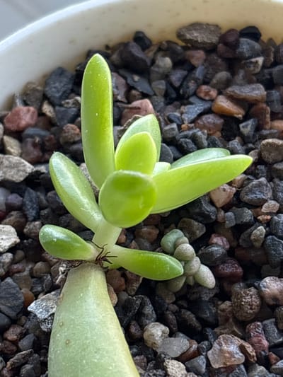 The image shows a close-up view of a succulent plant with fleshy, elongated leaves. The plant is a vibrant green and appears to be healthy, with several leaves unfurling from the central stem. Small, underdeveloped plantlets are also visible near the base of the stem, suggesting new growth. The plant is potted in a container filled with a coarse, dark-colored gravelly soil, which is typical for succulents as it promotes drainage. The background consists of more of this gravelly soil, with individual stones of varying shades of black, gray, brown, and some reddish-brown. The lighting suggests it is indoors, possibly on a windowsill or under artificial light, highlighting the glossy texture of the succulent leaves. The image is detailed, capturing the texture of the leaves and the granular nature of the soil. There is no indication of people, actions, or interactions. There is no information to suggest this image is located in Misaylovo, Russia.