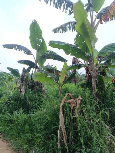 The image captures a vibrant, overgrown tropical landscape, likely a rural or uncultivated area in Nipa, Papua New Guinea. The dominant subjects are several banana plants of varying sizes, with their characteristic large, broad, green leaves. Many leaves show signs of wear, such as tears and ragged edges, and some display brown, dried portions, particularly on older foliage. The reddish-brown pseudostems (trunks) of the banana plants are visible, extending upwards into the bright sky.
The ground is densely covered with lush, tall green grass, creating a rich, verdant carpet across the lower and middle sections of the image. Scattered among the green grass are patches of dry, light brown foliage, including what appears to be discarded or withered plant matter. In the bottom-left corner, a small section of bare, light-colored earth is visible, suggesting a dirt path or natural ground.
The sky, visible in the upper part of the frame, is uniformly bright white or light grey, indicating an overcast or cloudy day. There are no people or specific activities taking place; the image is a static portrayal of the natural environment. The combination of dense vegetation, banana plants, and overcast conditions aligns with the tropical climate expected in the stated location. No text is visible in the media. The time of day appears to be during daylight hours, likely midday given the overall brightness despite the cloud cover.