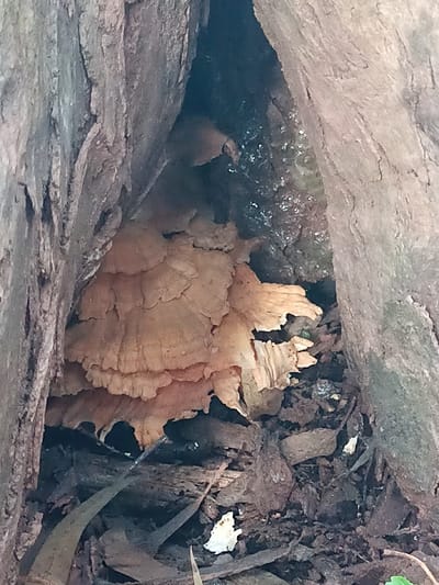A cluster of shelf fungus grows within a tree's crevice. The layered, fan-like structures have a pale, peach-colored hue. The tree bark is rough and furrowed, forming the walls of the narrow space. Leaf litter and bits of decaying wood cover the base. Moisture glistens on the inner surface of the cavity above the fungus.