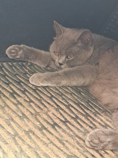 A grey cat is lying on a dark, textured surface with a pattern of diagonal ridges, possibly a floor mat or a vehicle's cargo area. The cat is positioned on its side, with its body stretched out. Its front paws are extended forward, one resting on the textured surface and the other bent at the elbow and resting across its body. The cat's head is turned slightly to the left, with its amber eyes open and focused. Its ears are pointed upwards. The background is a dark, blurry surface. The scene appears to be indoors or in a sheltered outdoor space. The location is Vypasne, Ukraine.