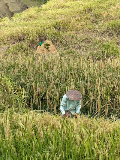 The image depicts a terraced rice paddy field in Penebel, Indonesia, during harvest season. In the foreground, a person wearing a conical straw hat and a light green shirt is bending down, engaged in harvesting the ripe rice. The rice stalks are golden and heavy with grain, interspersed with green leaves. In the background, on an upper terrace, a large pile of harvested rice stalks is visible, tied with a green piece of fabric. The terrain is sloped, characteristic of terraced farming, with distinct levels of cultivated land. The overall scene conveys agricultural activity in a rural setting.
