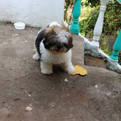 A small, fluffy Shih Tzu puppy stands on a weathered, concrete step, next to a fallen yellow leaf. Behind the puppy are white and teal painted concrete banisters that lead up to a garden. In the background is a white concrete wall. A small, white plastic dish sits on the landing to the left of the puppy. The location is Badem, India.