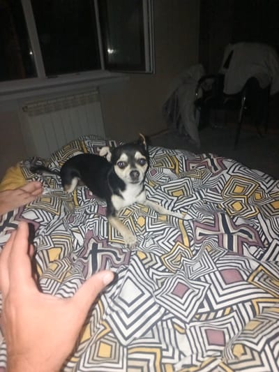 A small, black and tan Chihuahua-type dog is lying on a bed with a patterned comforter. The dog is facing the camera and appears to be alert. In the foreground, a person's hand and foot are visible on the bed. The background is dark, with a window and a radiator visible on the left side, and a chair with clothing draped over it on the right side. The scene appears to be indoors, possibly in a bedroom. The location of Гүлдала, Kazakhstan is not discernible from the image.