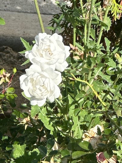 Two white roses in full bloom are prominently featured in the center of the image. They are set against a backdrop of green foliage and stems, with some dried and faded rose petals visible at the bottom right. The roses have multiple layers of petals and appear to be a variety with a dense, ruffled appearance. The lighting suggests it is daytime, with shadows cast by the sunlight. In the background, a gray, textured surface, possibly a stone wall or pathway, is visible on the left. The scene is an outdoor garden setting. The location in Voluyak, Bulgaria is not discernible from the visual information provided in the image.