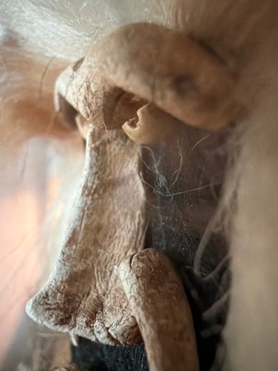 This is a high-magnification, macro photograph depicting a dense arrangement of dried organic material. The frame is dominated by several irregularly shaped objects in various shades of brown and beige, exhibiting rough, crinkled, and fibrous textures, consistent with a dry or desiccated state. Some objects appear elongated and curved, with distinct textures and a defined, somewhat pointed end visible on one larger element. Intricate, fine, wispy white strands, resembling cobwebs or mold filaments, are visible, woven throughout and across these brown structures, particularly prominent in the central and upper-central portions of the image. The background is largely dark and out of focus, suggesting a shadowed or enclosed setting. The lighting is soft and diffused, accentuating the detailed textures of the organic subjects. There are no discernible human subjects, animals, or visible text. The scene appears static, capturing a detailed snapshot of an undisturbed environment, possibly an accumulation of dust, debris, and natural fibers within an indoor or sheltered space in Lusail, Qatar.