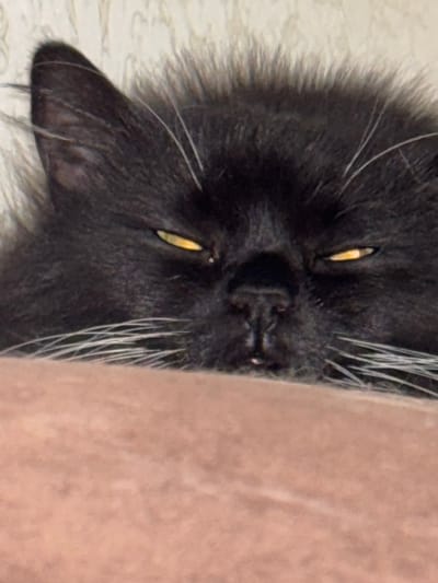 This is a vertically oriented, close-up photograph of a black cat's face. The cat's head is upside down relative to the viewer. Its eyes are open and appear to be a vibrant yellow color. The pupils are narrow slits. The cat's whiskers are long and white, fanning out from its snout. The fur is dark and appears soft, with some lighter hairs mixed in. The cat's nose is a dark color, and its mouth is slightly open, revealing a hint of teeth. The background is divided into two sections. The left side appears to be a light-colored, textured surface, possibly a wall or fabric. The right side is a solid, neutral color, a light tan or beige, suggesting a soft material like a blanket or cushion. The lighting appears to be artificial, creating some highlights on the cat's fur and eyes. The image conveys a sense of intimacy and focus on the cat's facial features. There is no visible text in the image.