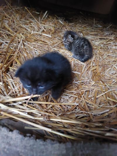 Two very young kittens are resting on a thick, golden-brown bed of straw in a dim, enclosed space. The image is taken from a slightly elevated, overhead perspective, looking down at the kittens.
On the left, slightly further back, is a tabby kitten, characterized by its grey fur and distinct dark stripes. It appears to be curled up, possibly sleeping. On the right, and more prominent in the foreground, is a solid black kitten. Its eyes are visible and appear slightly open with a blueish tint, common in very young felines. It is also settled deeply into the straw.
The setting appears to be indoors, possibly within a barn, shed, or a makeshift shelter. A dark, shadowy corner or opening is visible to the left and rear of the tabby kitten, while a rough, dark grey wall or solid surface forms the boundary on the right side of the frame. The lighting is subdued, suggesting either low ambient light or an indoor environment. The straw bedding provides a rustic and cozy appearance for the kittens. There is no visible text in the image. The location context for this scene is Mshanets, Ukraine.
