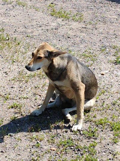 A medium-sized dog with tan and gray fur sits on a gravelly surface with sparse green weeds. The dog is facing to the left of the frame, with its head turned slightly upwards. Its ears are perked. The ground is composed of small grey and white pebbles, with patches of green vegetation scattered throughout. The lighting suggests a bright, sunny day, casting a shadow to the left of the dog. The image appears to be taken outdoors, possibly in an undeveloped area or a park in Sosnovyy Bor, Russia. There are no other subjects or objects of note in the scene.