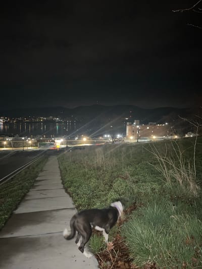 The image shows a nighttime scene of a walkway alongside the Hudson River in the City of Newburgh, United States of America. On the right, a sidewalk lined with greenery is visible. A dark-colored dog with white markings lies on the walkway, next to the grass. In the distance, across the river, there is a silhouette of mountains. Streetlights line the walkway and are reflected in the river. Buildings are visible along the opposite shore. The left side of the image is dominated by the dark expanse of the river and the darkened shoreline.