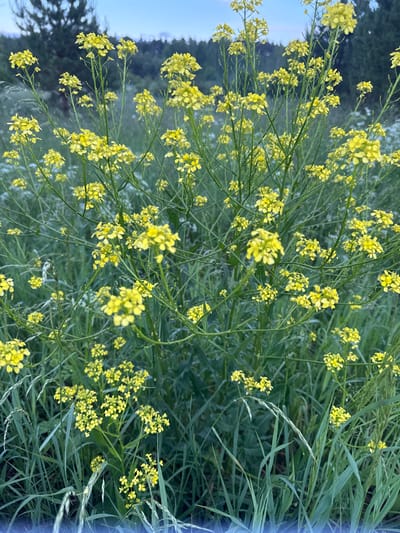 A close-up, vertical shot captures a cluster of delicate yellow wildflowers blooming in a field. The flowers are small, with four petals each, and grow in clusters on thin green stems. They are surrounded by lush green grass and other wild plants, some of which are blurred in the background. The sky above is a pale blue, suggesting it is either early morning or late evening. The overall impression is one of natural beauty and tranquility. This scene is located in Lesistoe, Russia. There are no people or man-made structures visible in the image.