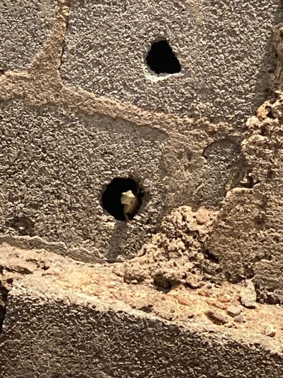 The image displays a close-up, forensic view of a textured wall surface, consistent with rough-cast concrete or stucco, located in Idiroko, Nigeria. A light-colored, small reptilian head, likely a lizard or gecko, is visible peering outward from within a dark, roughly circular cavity positioned in the mid-left section of the frame. Directly above this, slightly to the right, another smaller, dark, triangular hole is present. The wall material exhibits a granular, aggregate texture with various shades of tan, beige, and light grey. Prominent fissures and uneven sections are visible across the surface. Strong, direct illumination indicates an outdoor setting during daylight hours, casting shadows that emphasize the depth of the holes and the wall's rugged topography. No people are present.