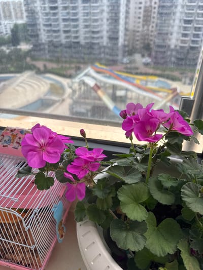 A high-angle, eye-level, indoor shot depicts a pink geranium in a white pot on a windowsill, with a blurred view of a city visible through the window. The geranium has several clusters of bright pink flowers and green leaves. Below the pot is a small, pink wire cage, possibly for a small animal. The window offers a blurry perspective of a city with tall buildings, possibly Erdemli, Turkey. The focus is on the plant and cage.