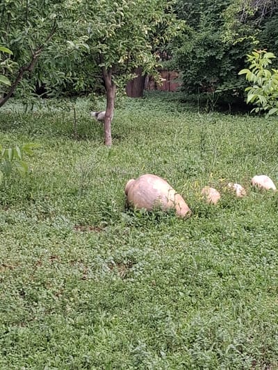 A group of light-colored, rounded objects, possibly pumpkins or gourds, are scattered in a grassy area beneath trees. One large object is in the foreground, leaning to the right. In the background, a bird, possibly a chicken, is near the base of a tree. The environment appears to be an outdoor garden or yard with lush green vegetation.