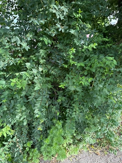 The image shows a dense green bush with numerous leaves and thin branches. In the lower right corner of the image, a portion of an asphalt path is visible, suggesting an outdoor urban setting. There is no indication of any people or specific landmarks that would pinpoint a location within Oslo, Norway. The scene appears to be a natural element within a city environment.