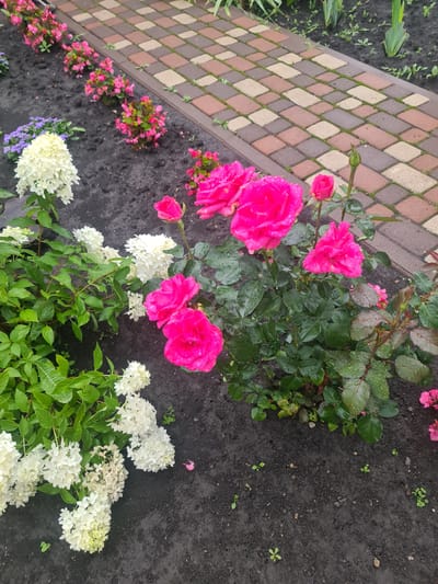 The image shows a garden area with a paved walkway and various flowering plants. The walkway is made of diamond-shaped pavers in shades of brown, beige, and pink, with some moss growing between them. Adjacent to the walkway, there are several clusters of bright pink roses, some in full bloom and others as buds. The rose petals are glistening with water droplets, suggesting recent rain or watering.
In front of the roses, there are several bushes of white hydrangeas with large, fluffy flower heads. There are also some smaller pink flowers and a few purple flowers scattered among the greenery. The ground surrounding the plants is dark, moist soil, with a few small weeds growing.
The lighting suggests it is daytime, possibly overcast or after a rain shower, given the wet appearance of the flowers and soil. The scene depicts a well-maintained garden, likely in a residential area, given the presence of a paved walkway. There is no text visible in the image. The overall impression is one of a lush and vibrant garden after a refreshing rain.