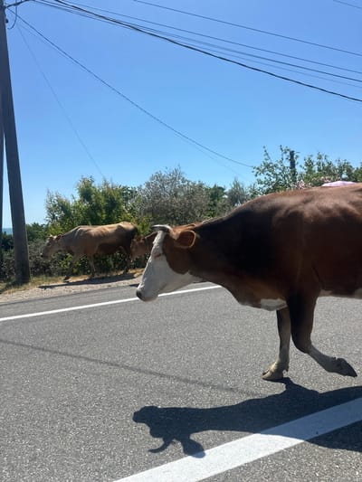 In Psyrdzkha, Abkhazia, two cows are walking on the side of an asphalt road under a clear blue sky. The cow in the foreground, which is brown and white, is closer to the viewer and appears to be mid-stride, with its head turned to the left. Behind it, another cow, a solid brown color, is walking away from the viewer. The road has a white line marking its edge. The background features lush green trees and vegetation, with a hint of the sea in the distance on the left. Electrical wires are strung across the top of the frame, supported by a wooden pole on the left.