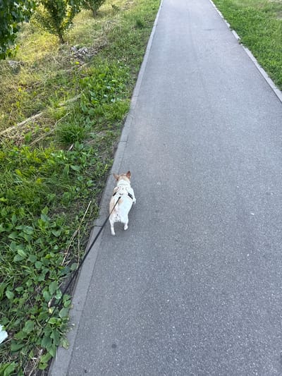 A French bulldog, wearing a light-colored harness, is walked on a black leash along a paved walkway. The walkway runs parallel to a grassy embankment bordered by a concrete curb. The embankment is covered in green grass and various weeds, with a few trees visible in the background. The lighting suggests it is daytime, possibly late afternoon due to the long shadows. The scene is likely a park or a residential area with pedestrian paths. No specific landmarks in Tambov, Russia are identifiable in this image.