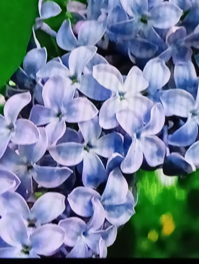 A close-up, slightly blurry, vertical shot showcases a cluster of pale blue and lavender lilac flowers against a backdrop of vibrant green foliage. The flowers, each with four delicate petals, are densely packed, creating a soft, textured effect. Sunlight catches the edges of some petals, creating highlights, while shadows deepen the contours of others. A hint of yellow is visible in the out-of-focus green background. The image appears to have been taken outdoors, possibly in a garden or park, given the natural lighting and lush greenery. There is no indication of any specific location within the city of Chachersk, Belarus, as the image is a close-up of flora with no discernible landmarks or contextual clues.