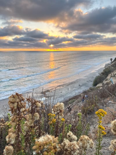 A vertical, medium-shot, eye-level, outdoor photograph captures a coastal sunset scene in Encinitas, California. The foreground is dominated by dried, fluffy seed heads of coastal vegetation, some with small yellow flowers. In the middle ground, a sandy beach stretches along the ocean, with a few people scattered across it. A steep, vegetated cliffside slopes down to the beach. The background features the vast Pacific Ocean with gentle waves rolling in, and a horizon illuminated by a setting sun. The sky is filled with dramatic clouds, tinged with orange and yellow from the sunset.