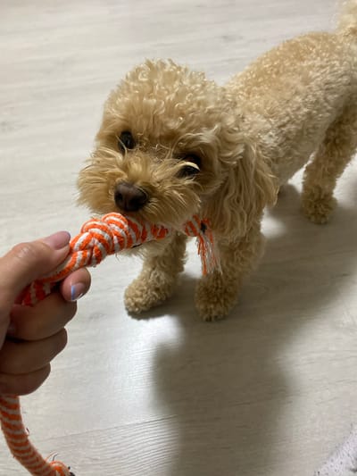 A light-colored, curly-haired dog is playing tug-of-war with a person's hand holding an orange and white striped rope toy. The dog is focused on the toy, with its mouth on it. The scene appears to be indoors on a light-colored floor. The location in the city of Uvarovo, Russia is not discernible from the image.