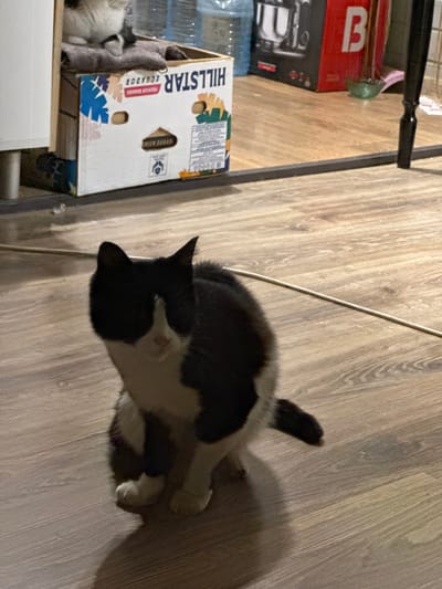 A black and white cat is sitting on a wooden floor in what appears to be a domestic setting. In the background, there is a cardboard box with "HILLSTAR ECUADOR" printed on it, and other household items. The lighting is dim, suggesting it may be evening or an indoor environment. The specific location within Добровское сельское поселение, Ukraine cannot be determined from the image alone.