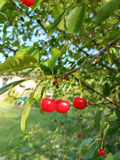 The image shows a close-up of a cherry tree branch laden with ripe, red cherries. The cherries are plump and glossy, hanging by thin stems. Several leaves, a vibrant green, surround the fruit. The background is a blur of more leaves, suggesting a dense canopy, and glimpses of a bright blue sky with dappled sunlight filtering through. In the distance, out of focus, is a building with light-colored walls and a suggestion of green grass in the foreground, hinting at a garden or yard setting.
The lighting suggests it is daytime, likely sunny, given the bright sky and highlights on the cherries. The overall impression is one of a warm, summery day. There are no people or animals visible in the image, and no text. The focus is entirely on the natural beauty of the ripening fruit on the tree. The setting appears to be outdoors, likely in a rural or suburban area with trees and vegetation, consistent with the provided location context of Motyakovo, Russia. The image conveys a sense of freshness and natural abundance.