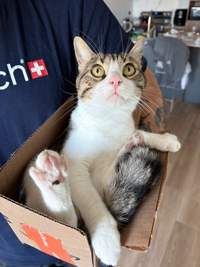 A tabby and white cat is held in a person's arms inside a cardboard box. The cat is looking up with wide, green eyes, its mouth slightly open. Its front paws are visible, with pink toe beans. The person is wearing a dark blue t-shirt with a white logo that includes a red cross. The background shows a kitchen area with appliances and furniture, suggesting an indoor domestic setting. The lighting indicates it is daytime.