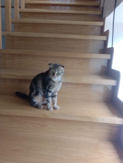 A brown tabby cat with green eyes sits on a wooden staircase. The cat is facing the camera, with its body angled slightly to the left. Its ears are folded back, giving it a distinctive appearance. The staircase is made of light-colored wood and has wide treads and risers. Sunlight streams in from the right side of the frame, illuminating the cat and the stairs. The scene appears to be indoors, possibly in a home or a public building with wooden architecture. The cat's gaze is directed forward, and it has a calm, attentive expression. The lighting suggests it could be daytime.