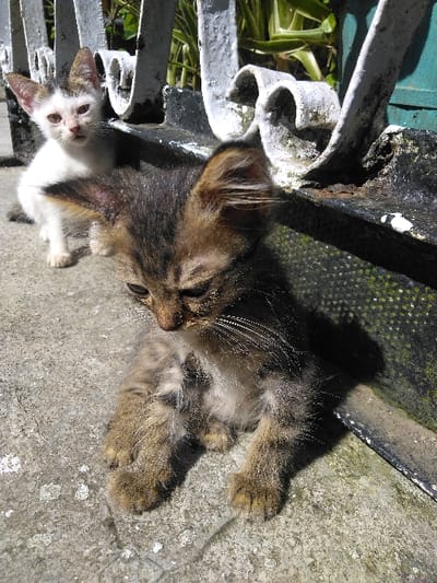 The image shows two young cats outdoors under direct sunlight. In the foreground, a tabby kitten with brown and black fur sits on a textured gray concrete surface, its head tilted downwards and slightly right, with visible whiskers. Its front paws are extended forward. Behind it and to the left, a second kitten, primarily white with distinct black and brown patches on its head and back, sits upright, looking directly towards the viewer. The concrete ground exhibits cracks and scattered white lichen-like patches. Directly behind the kittens is a weathered white metal fence or railing, featuring decorative S-shaped scrolls, stained with dark grime, rust, and moss. In the distant background, green foliage and a dark green-painted metallic surface are visible. Strong shadows are cast by the kittens and the fence structure. The specific location within the city of Yellowknife, Canada, cannot be determined from the visual evidence provided in the image.