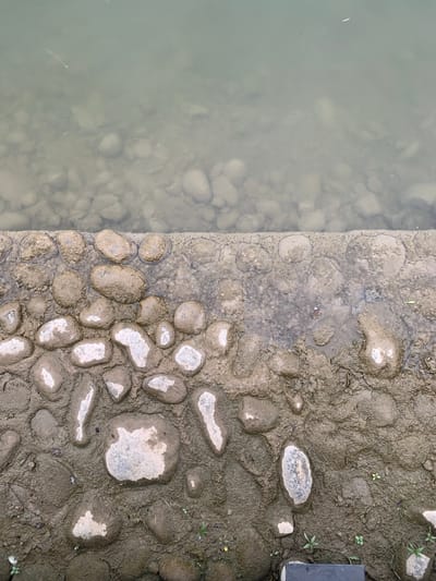 The image depicts a close-up view of the edge of a body of water and the adjacent muddy bank. The water is shallow and murky, with submerged pebbles visible on the bottom. The bank is composed of wet, dark brown mud interspersed with various rounded stones of different sizes. Some of these stones are lighter in color, appearing to be white or gray, while others are darker and covered in mud. The texture of the mud appears uneven, with ripples and depressions. There are small green plants growing in patches on the muddy bank. The scene is likely a natural or semi-natural environment, such as a riverbank or the edge of a lake. Without additional context or information, it is impossible to definitively place this scene in Kislovodsk, Russia, or any other specific location. The image itself does not contain any elements that are uniquely identifiable with that city.
