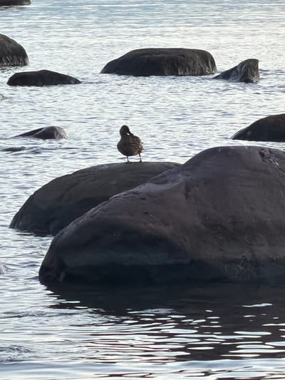 A single duck stands on a large, dark rock in the water. The duck is facing to the left, with its head turned slightly to the right. The rock is partially submerged in the water, with ripples spreading out around it. Several other dark rocks are visible in the background, some partially submerged and others fully above the water. The water is a calm, grayish-blue color, with subtle ripples reflecting the sky. The overall scene is serene and natural, likely a coastal area in Haabneeme alevik, Estonia, given the context.