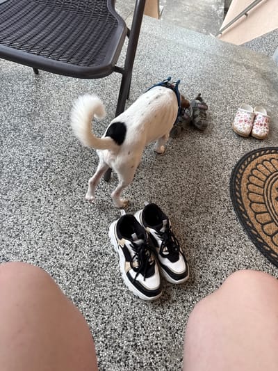 The scene takes place on a paved surface, characterized by a grey speckled aggregate finish, identified as being in Donchovci, Bulgaria. In the immediate foreground, two bare, light-skinned human legs are visible, suggesting a seated or low-angle perspective.

A small domestic canine, predominantly white with black markings concentrated on its back and hindquarters, is positioned with its rear towards the viewer. The dog wears a blue harness and has a distinctly curled white tail. Its posture indicates engagement with items ahead of it.

Various objects are distributed across the speckled floor. To the left, a portion of a dark-colored outdoor chair, featuring a woven-patterned seat and support leg, is partially visible. In the midground, a pair of black, white, and tan athletic shoes with prominent white soles and black laces are placed. Further to the right, a pair of grey child's sandals, with text partially visible as "JURASSIC PARK" on one strap, are positioned near the dog. Adjacent to these, a pair of white slippers adorned with a multicolor, small-patterned design are present. A semicircular doormat, woven from a coarse, natural fiber with a dark perimeter and an intricate central design, is visible on the far right edge of the frame. In the upper right background, a light-colored building wall and a metal railing are discernable, suggesting an outdoor or semi-enclosed area such as a patio or balcony.