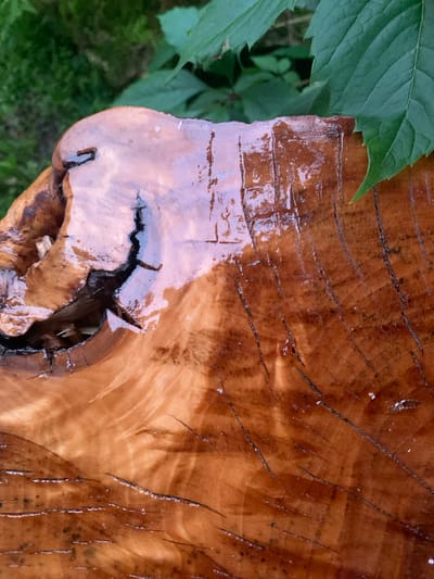 The image is a close-up, outdoor shot of a wet, polished wood surface, likely a tree stump or a similar natural wood element. The wood is a rich reddish-brown with visible growth rings and natural imperfections like cracks and fissures. A glossy, reflective finish covers a portion of the surface, indicating it may have been varnished or recently rained upon. In the upper left corner, a portion of a green leaf is visible, suggesting the presence of vegetation. The background is blurred and consists of more greenery, possibly grass and other foliage, and hints of a vertical structure, which might be a fence or part of a wooden structure. The lighting suggests it could be daytime, with some shadows and highlights visible on the wood's surface. There are no people, text, or specific events depicted. The overall impression is one of natural textures and the interplay of light on wet wood. The location context provided is Sergeevo, Russia, which is consistent with an outdoor, possibly rural or garden setting.