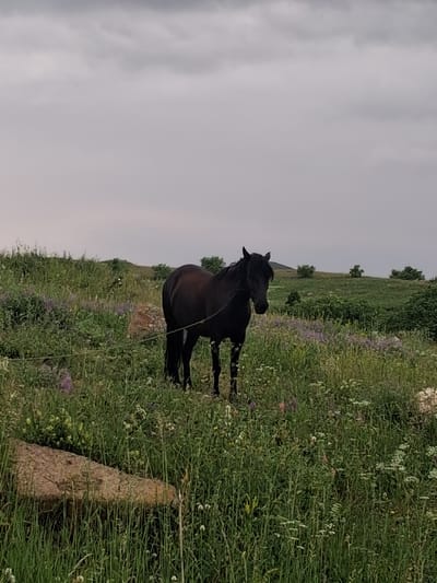 This image captures a black horse standing in a grassy, hilly landscape. The horse is mostly dark, with a flowing mane and tail. It is positioned centrally in the frame, facing to the left, with its head turned slightly. The ground is covered in dense green grass and wildflowers, with splashes of purple and white blossoms visible. In the background, the terrain slopes upwards, dotted with scattered trees. A large, weathered, light brown rock is prominent in the foreground on the right, partially obscured by the vegetation. A thin wire or string extends horizontally across the image. The sky is overcast with a soft, grey light, suggesting it might be early morning or late evening, or a generally cloudy day. The overall atmosphere is serene and natural. The location is identified as Martiros, Armenia, a detail that implies a rural or mountainous setting typical of such regions. There is no text visible in the image.